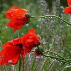 Blüten im  Sommerregen