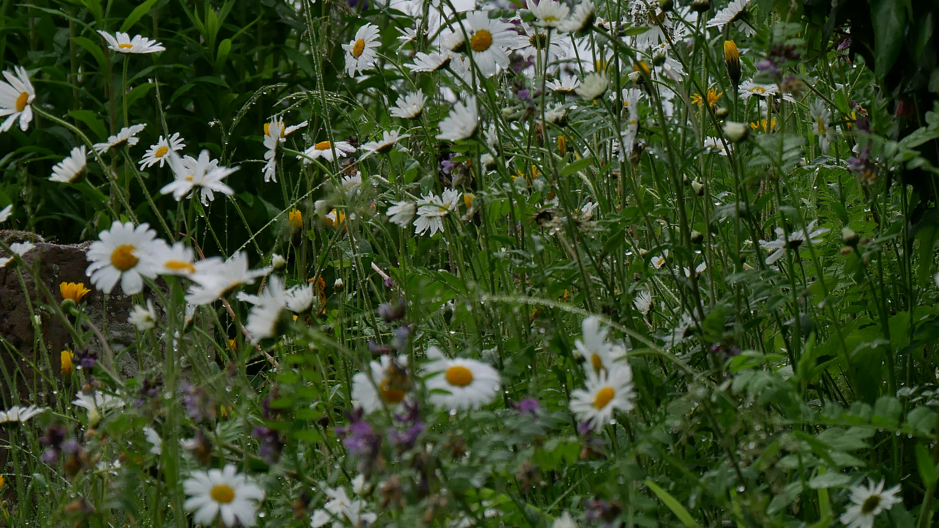 Blüten im  Sommerregen