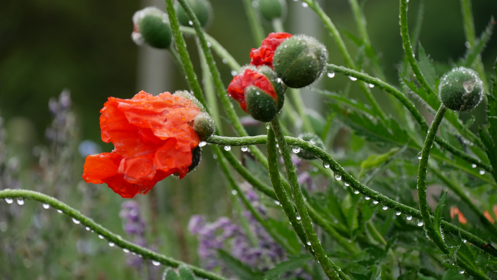 Blüten im  Sommerregen