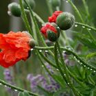 Blüten im  Sommerregen