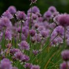 Blüten im  Sommerregen