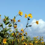 Blüten im Sonnenblumenfeld