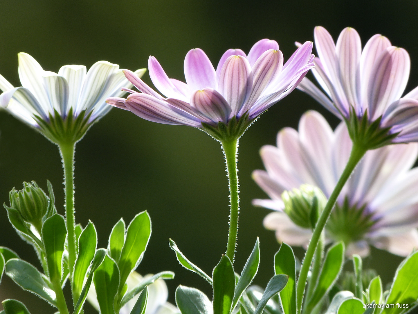 Blüten im Sonnenlicht