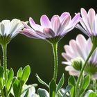 Blüten im Sonnenlicht