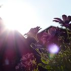 Blüten im Sonnenlicht