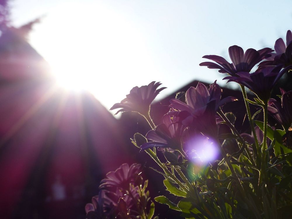 Blüten im Sonnenlicht