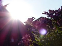 Blüten im Sonnenlicht