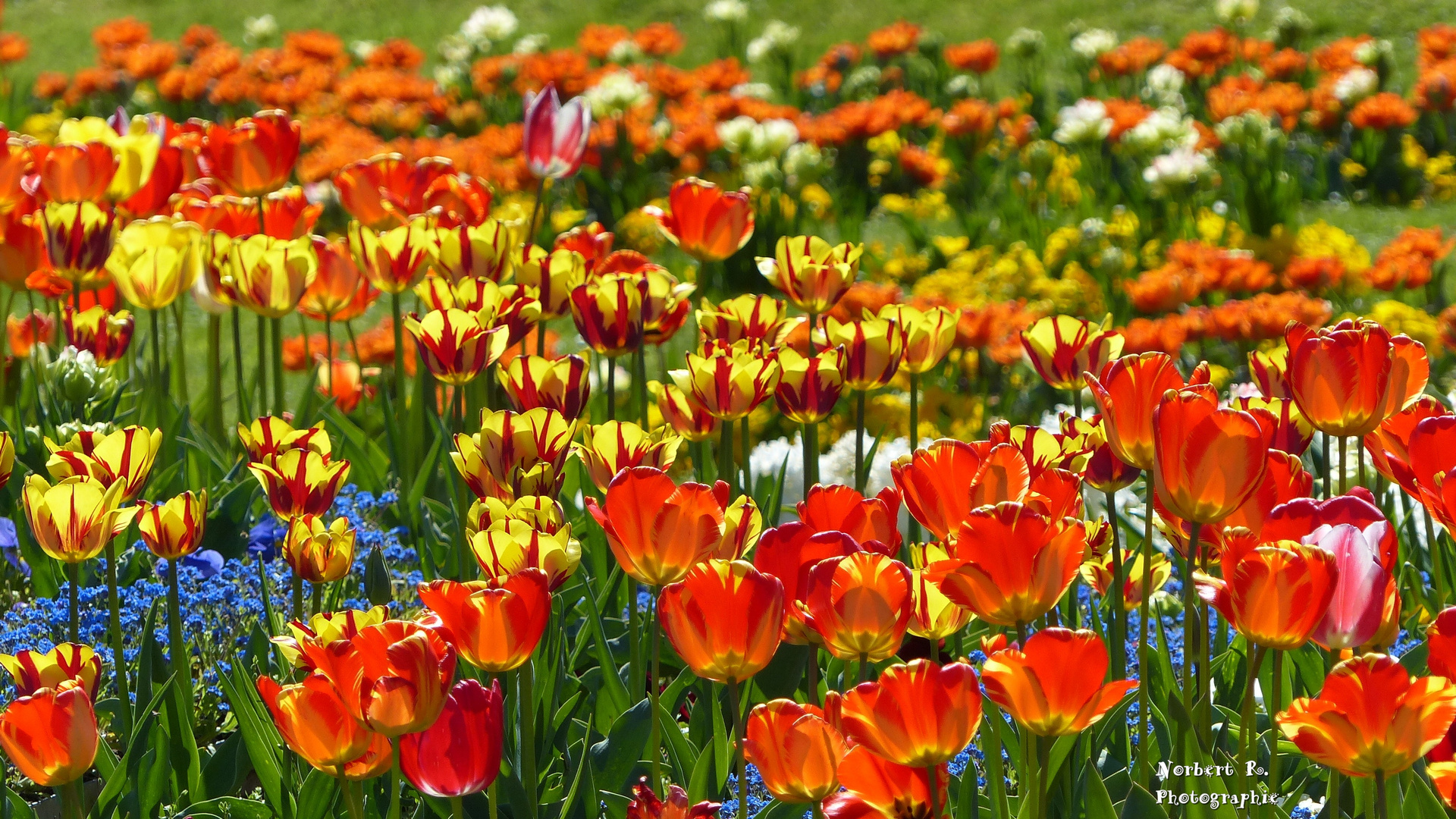 Blüten im Sonnenlicht