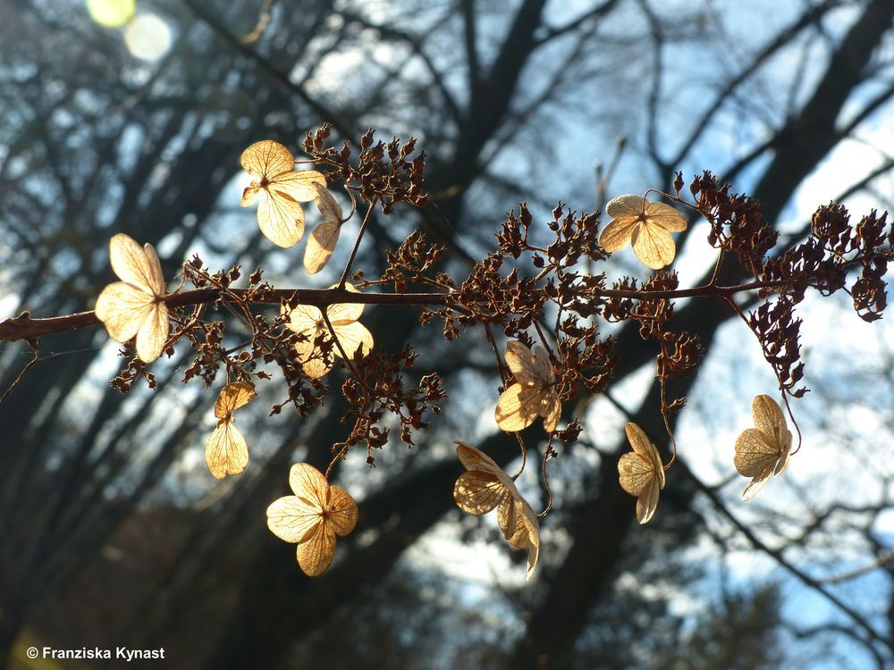 Blüten im Sonnenlicht