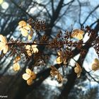 Blüten im Sonnenlicht