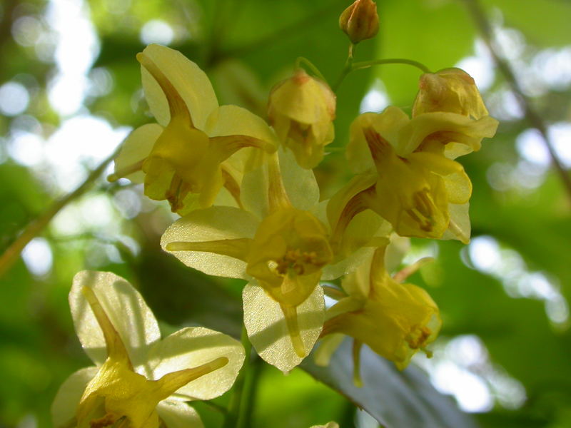 Blüten im Sonnenlicht