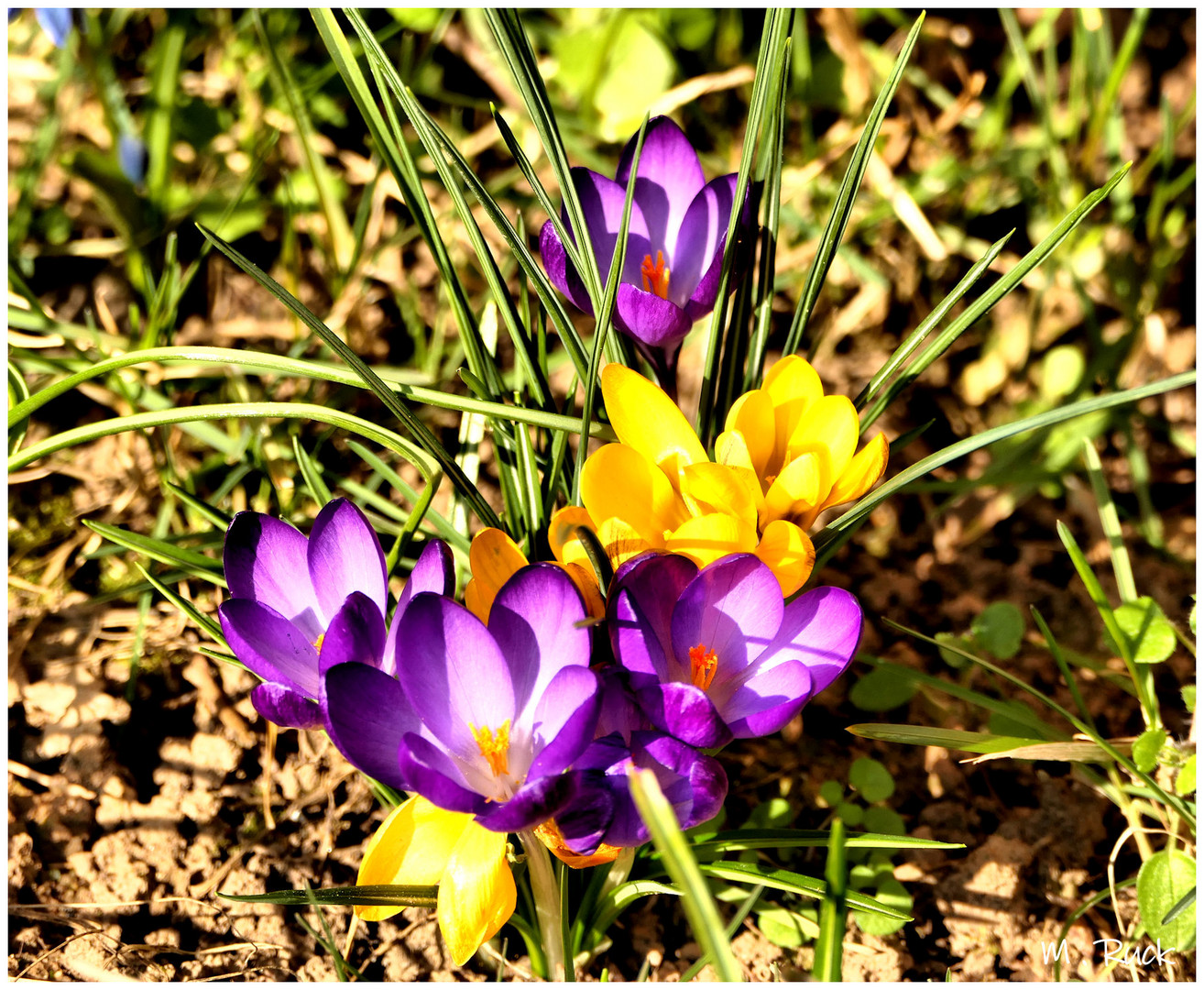 Blüten im Sonnenlicht !