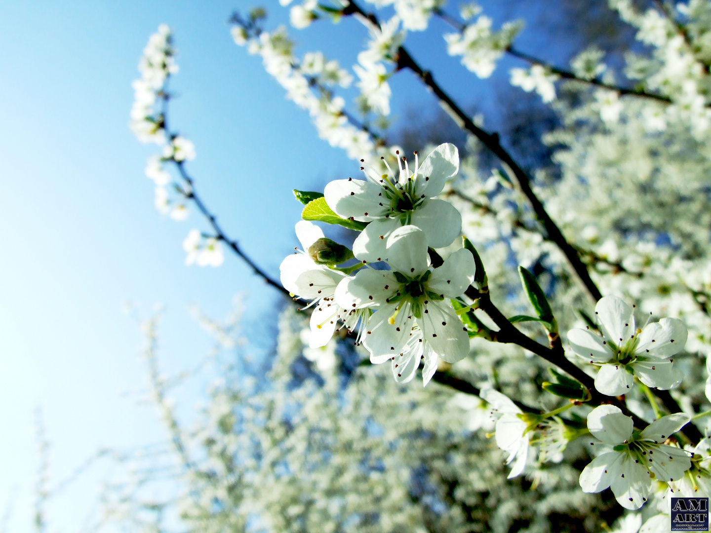 Blüten im Sonnenlicht