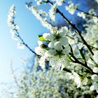 Blüten im Sonnenlicht