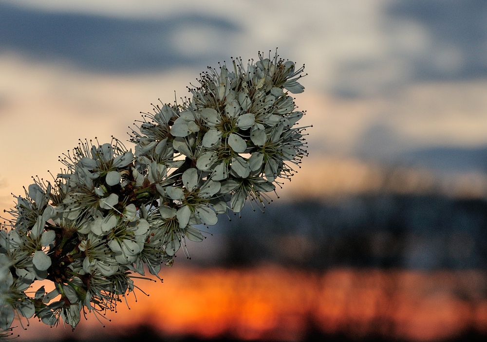 Blüten im Sonnenuntergang. 2