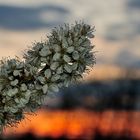 Blüten im Sonnenuntergang. 2