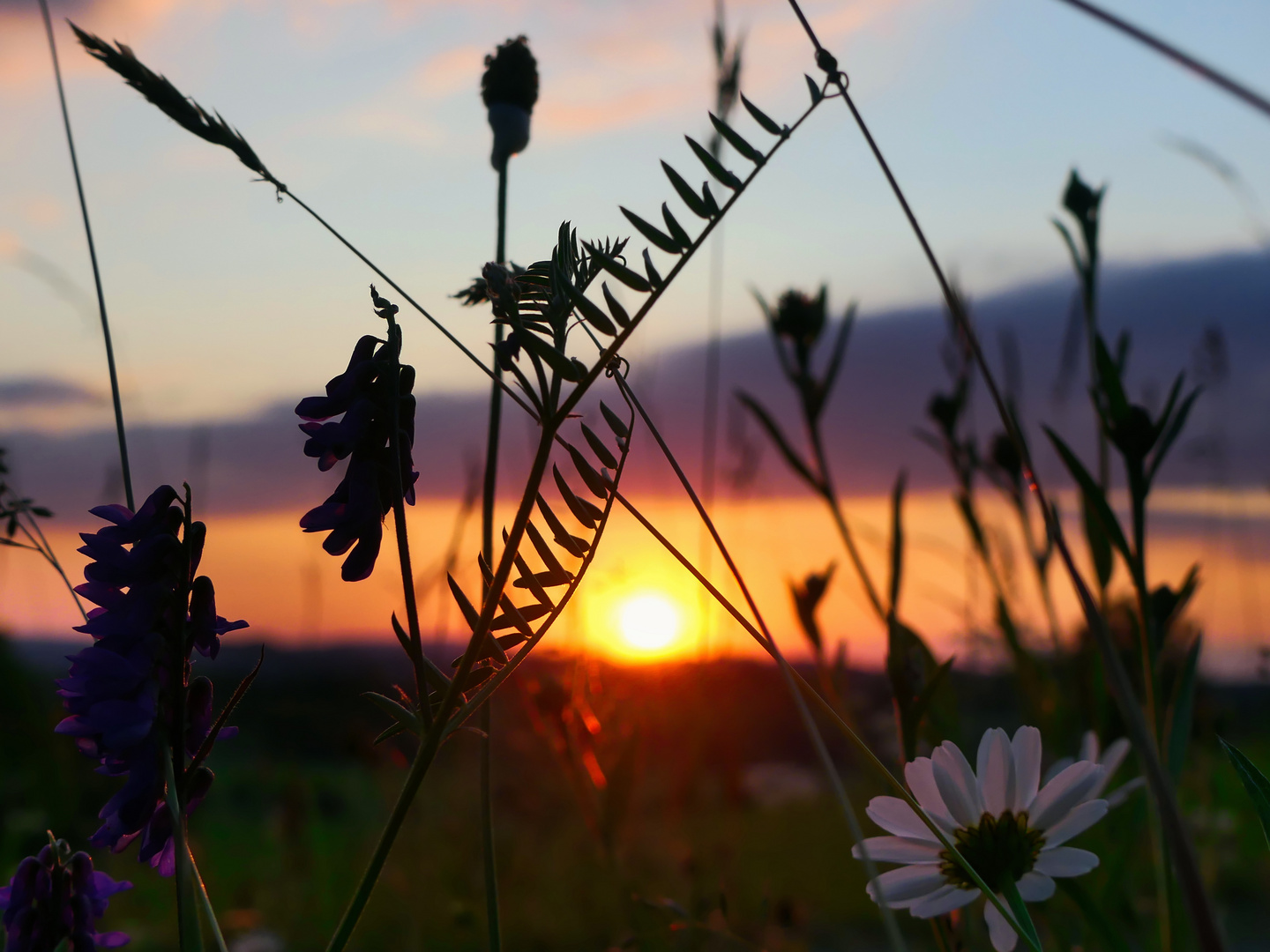 Blüten im Sonnenuntergang