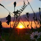 Blüten im Sonnenuntergang