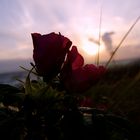 Blüten im Sonnenuntergang