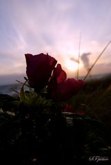 Blüten im Sonnenuntergang