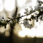 Blüten im Sonnenuntergang