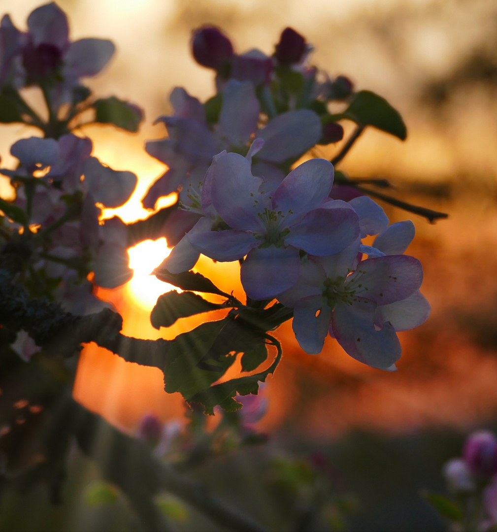 Blüten im Sonnenuntergang 