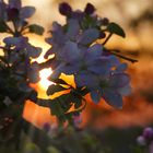 Blüten im Sonnenuntergang 