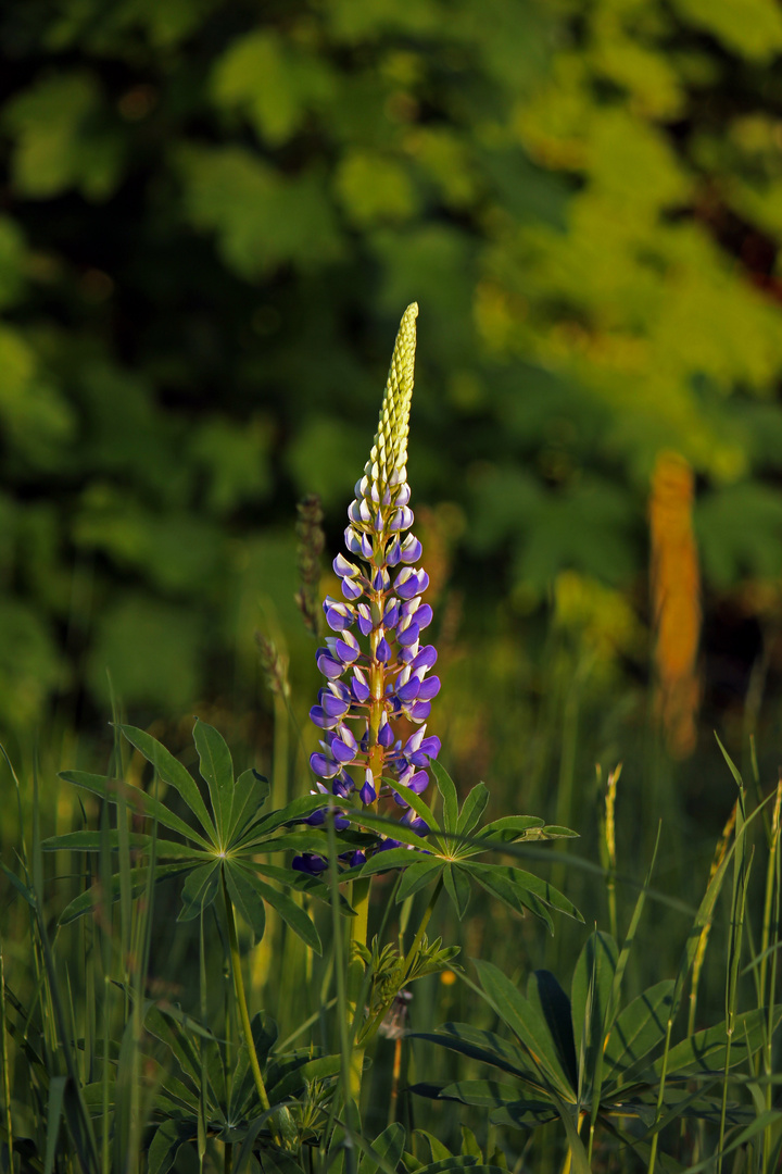 Blüten im Sonnenuntergang