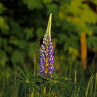 Blüten im Sonnenuntergang