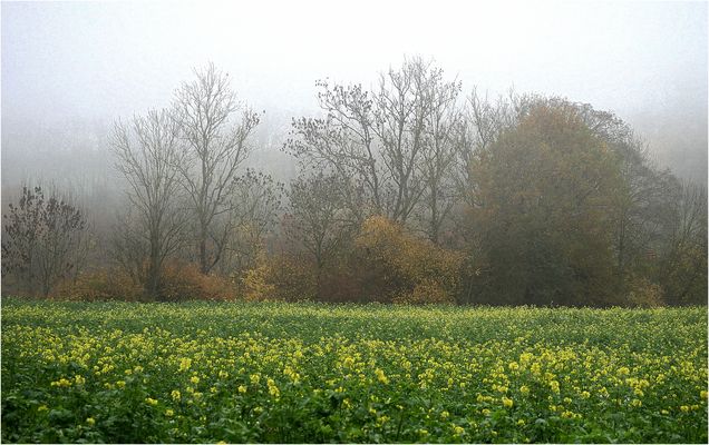 Blüten im Spätherbst