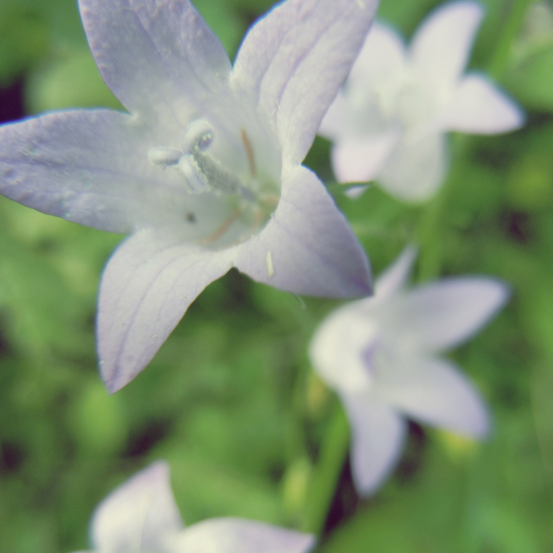 Blüten im Spätsommer