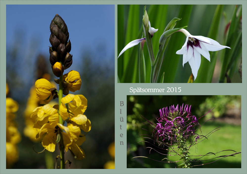 Blüten im Spätsommer 2