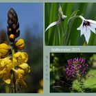 Blüten im Spätsommer 2