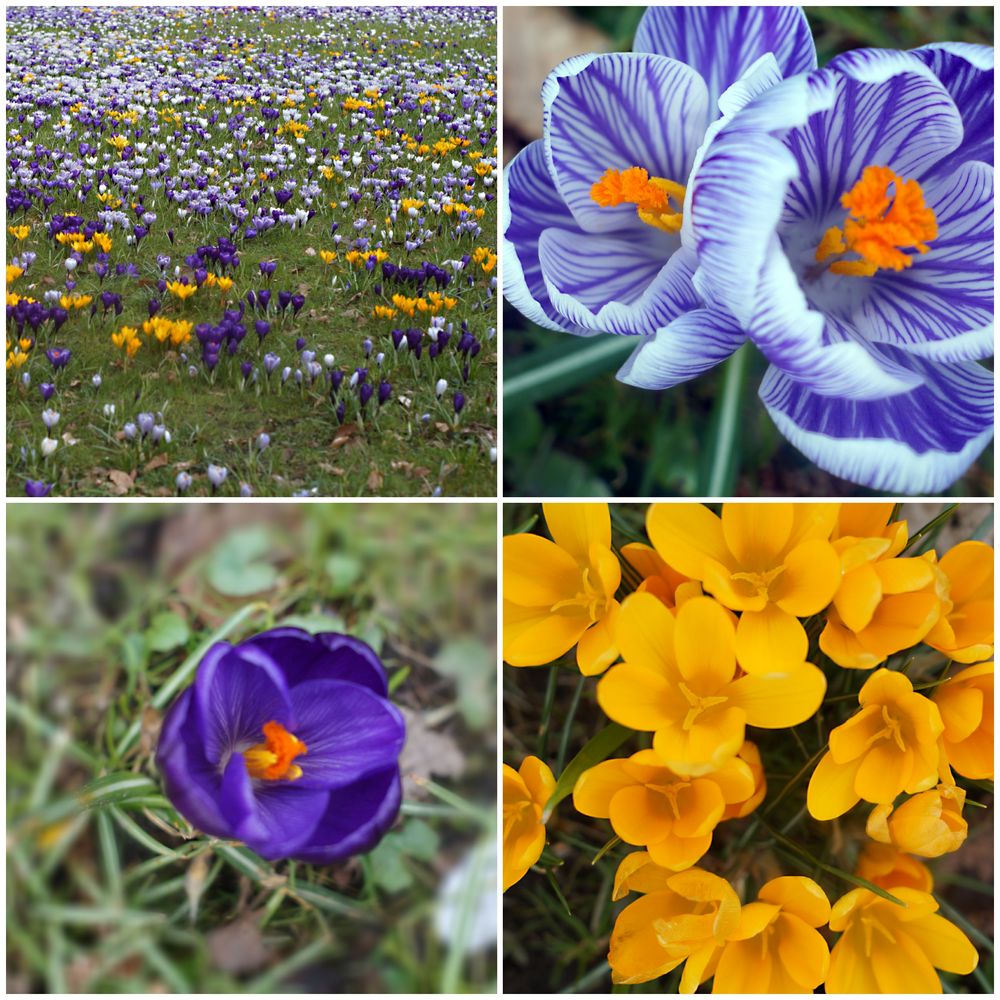 Blüten im Stadtpark