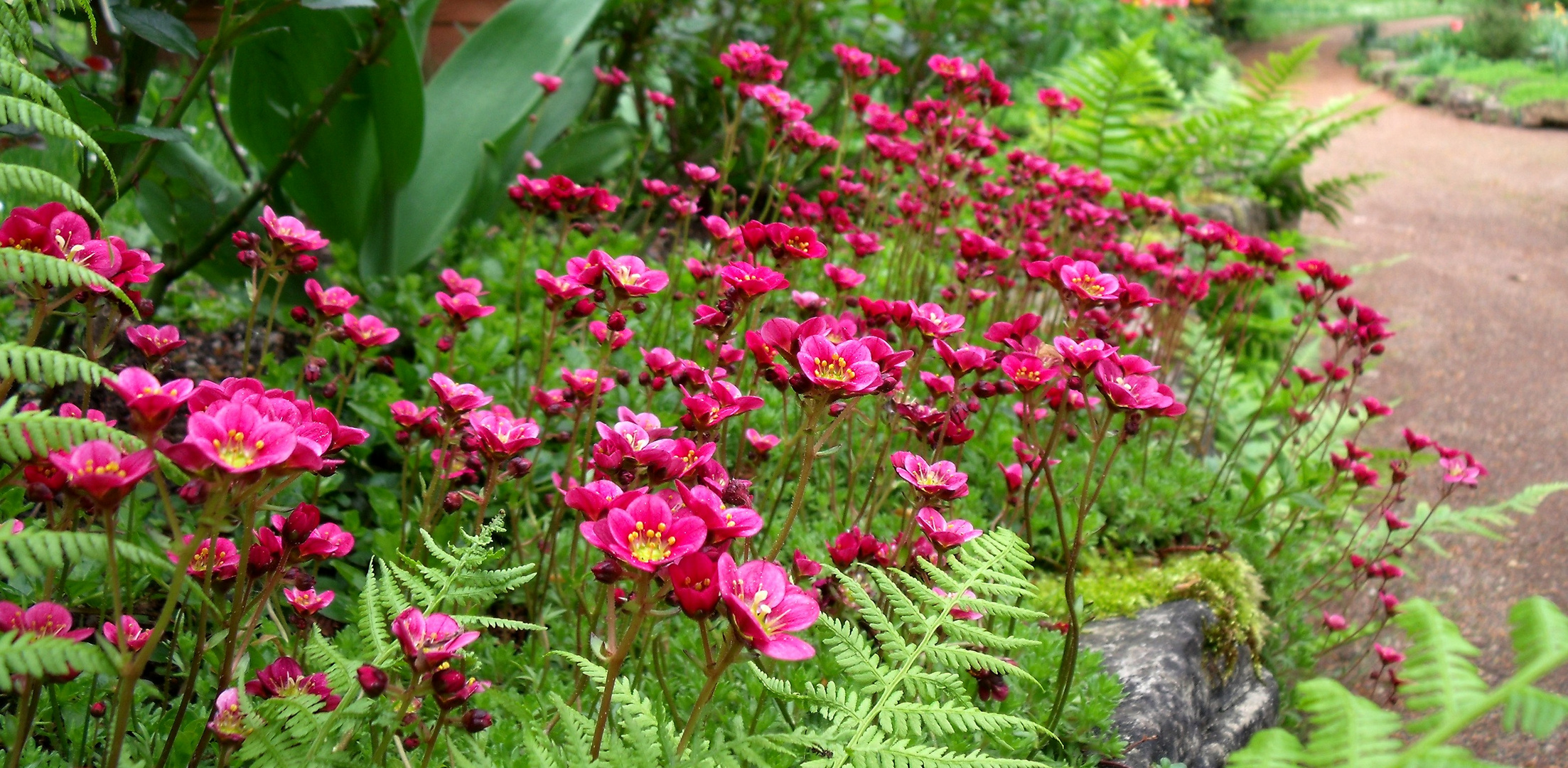 Blüten im Steingarten