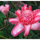 Blüten im tropischen Paradies - São Tomé e Príncipe