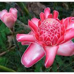 Blüten im tropischen Paradies - São Tomé e Príncipe