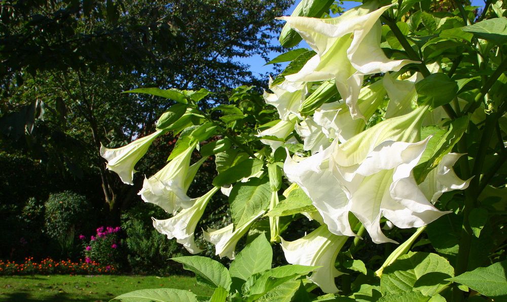 Blüten im Überfluss