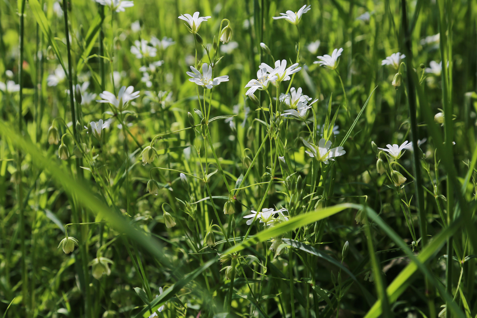 Blüten im Unterholz