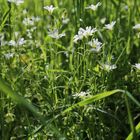 Blüten im Unterholz