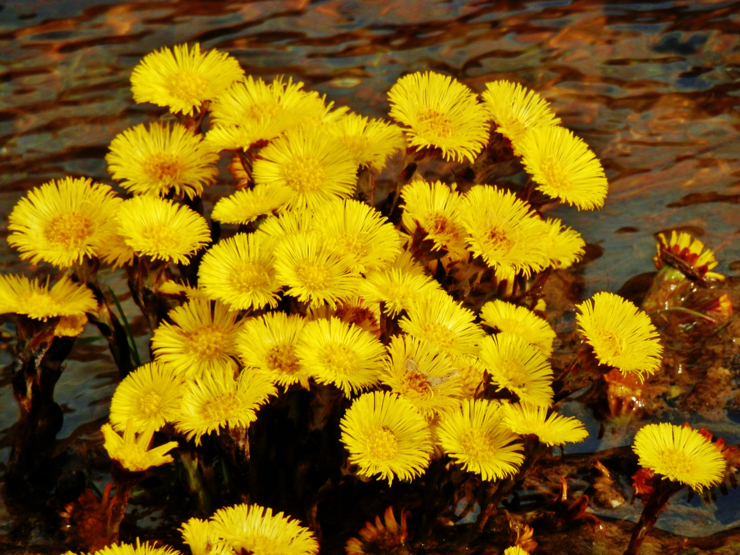 Blüten im VORFRÜHLING