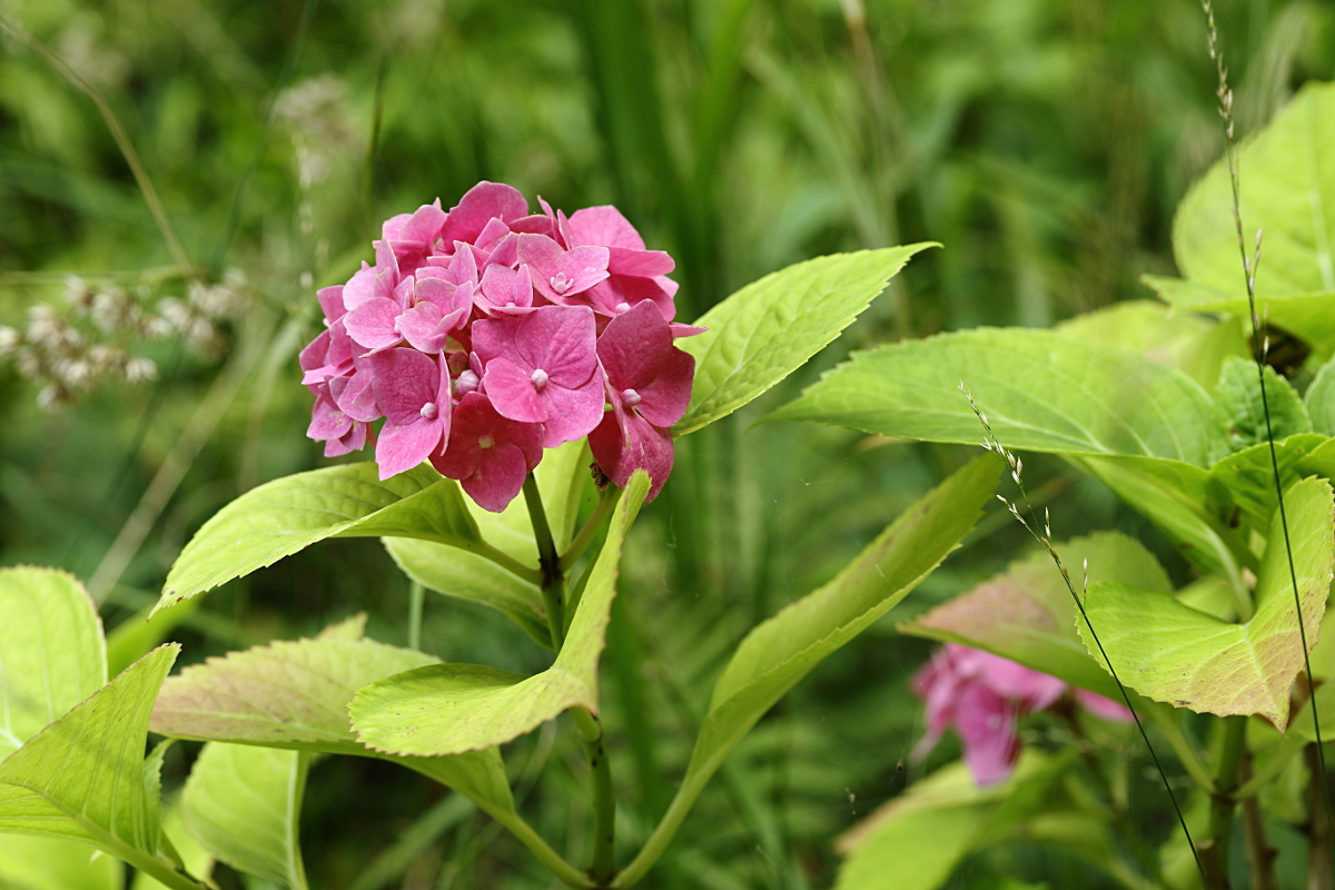 Blüten im Vorgarten