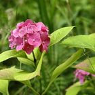 Blüten im Vorgarten