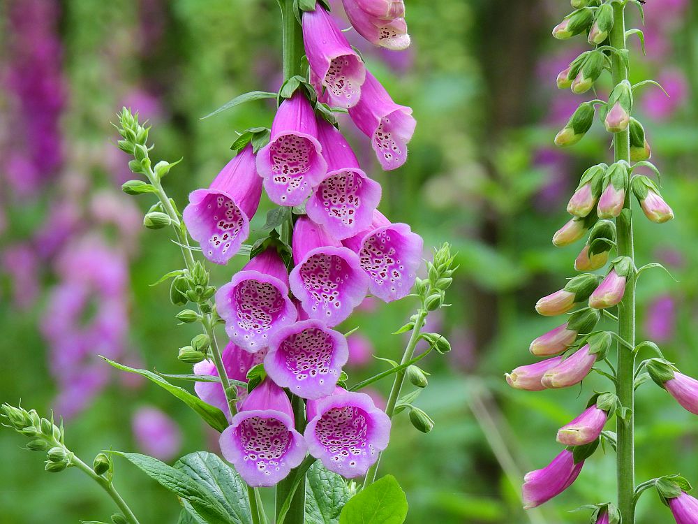 Blüten im Wald