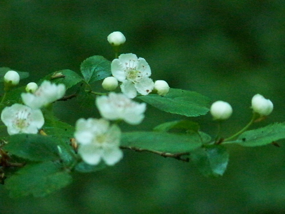 Blüten im Wald