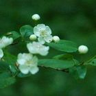 Blüten im Wald