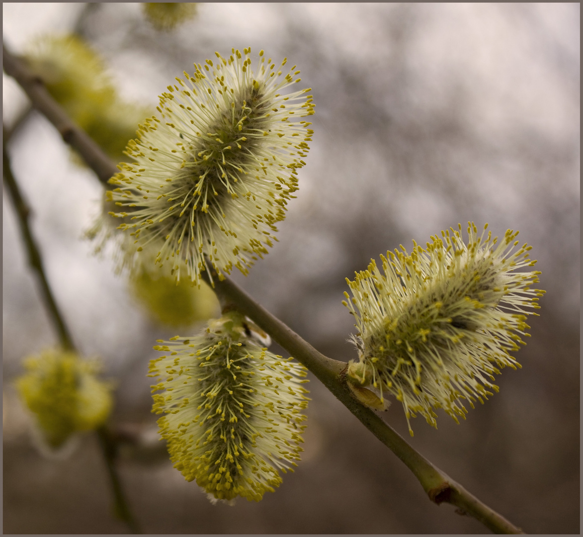 Blüten im Wald