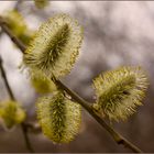 Blüten im Wald