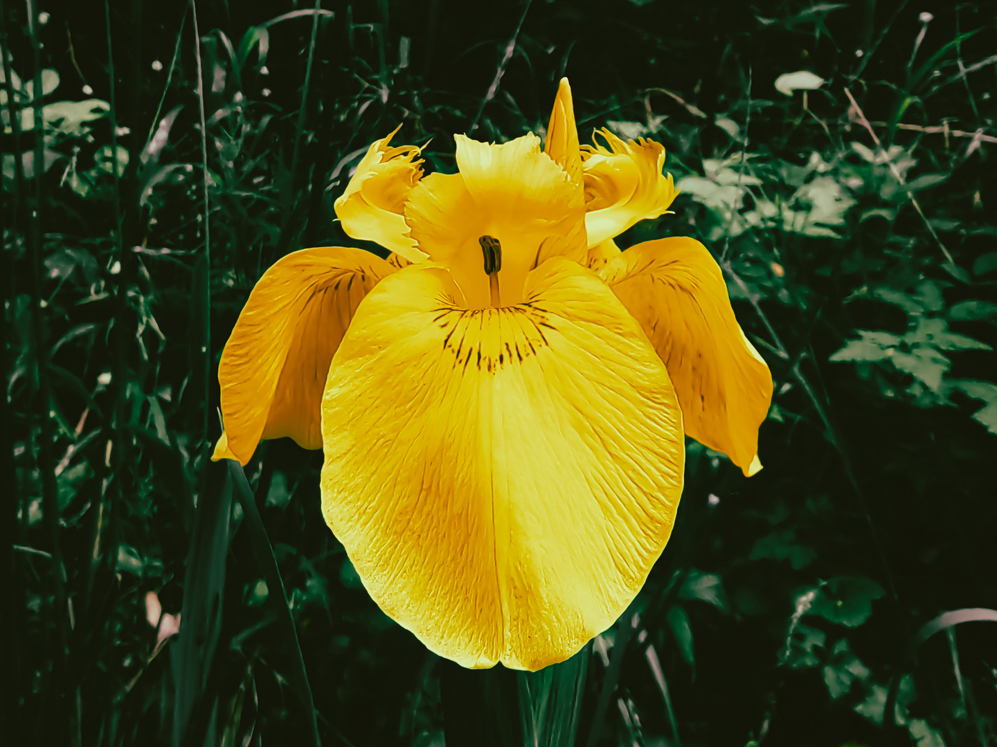 Blüten im Wald