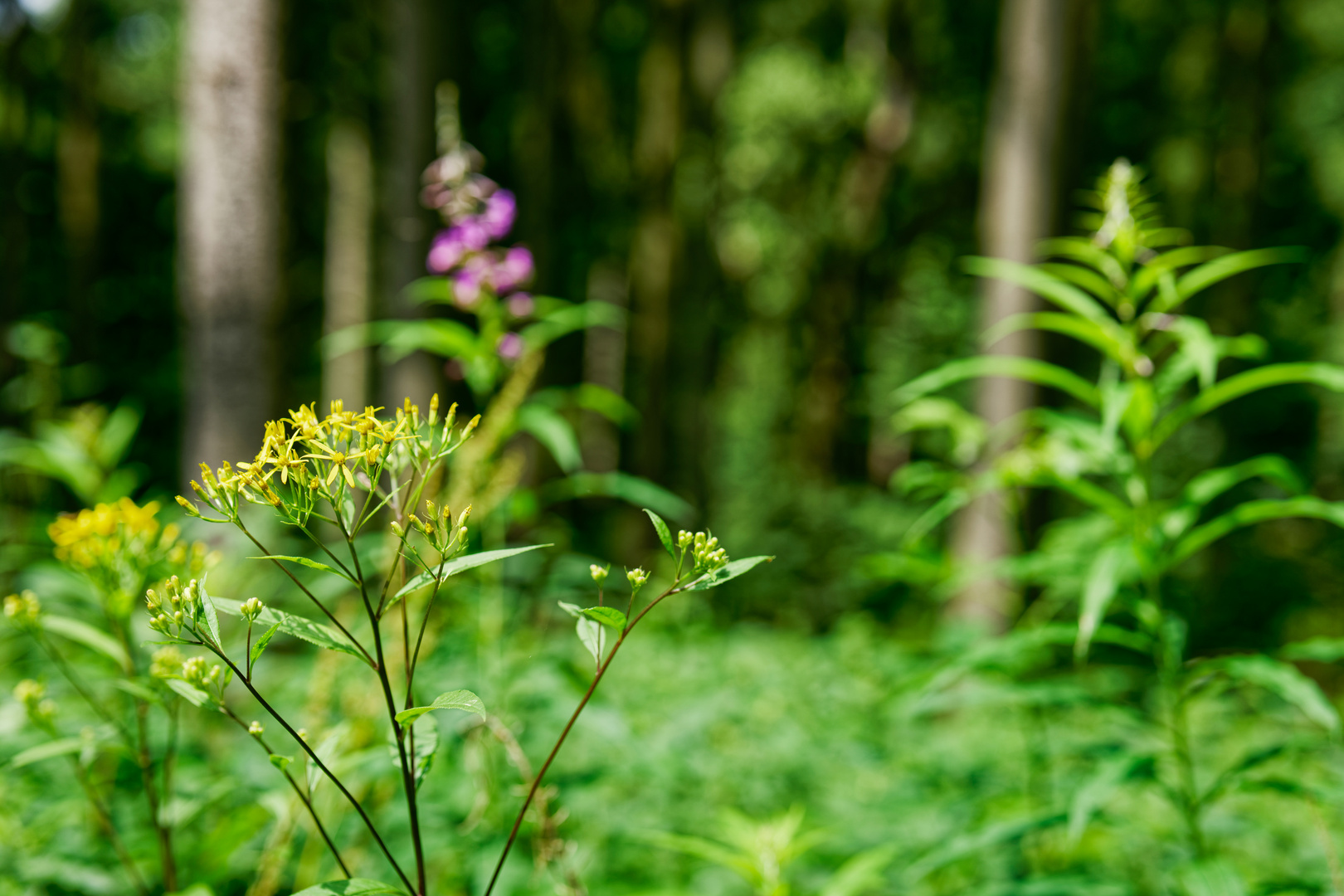 Blüten im Wald